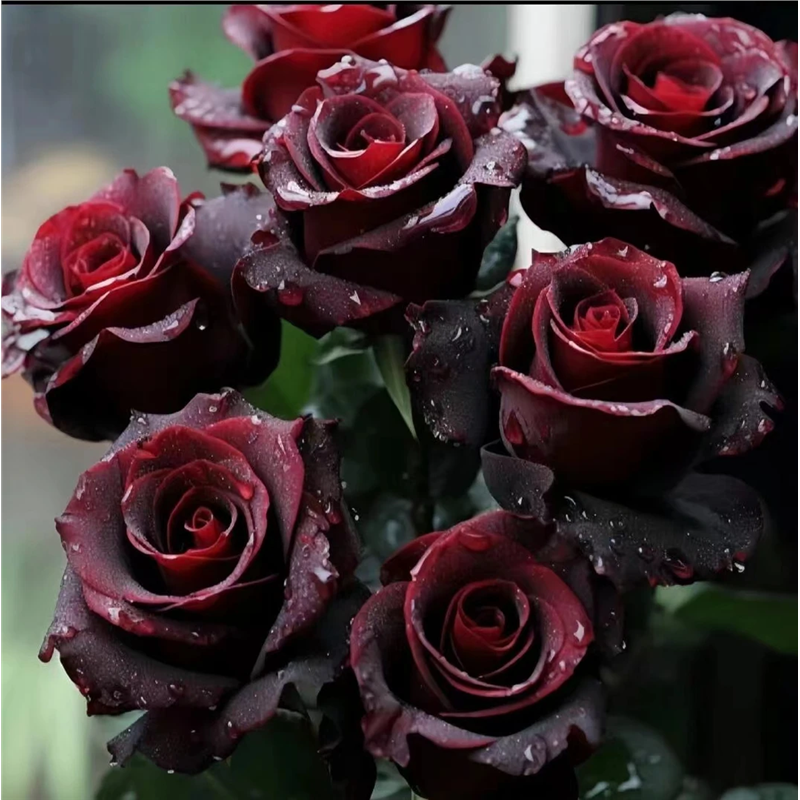 浓香型黑巴克玫瑰花苗四季开花月季花老桩苗花卉盆栽阳台庭院耐寒