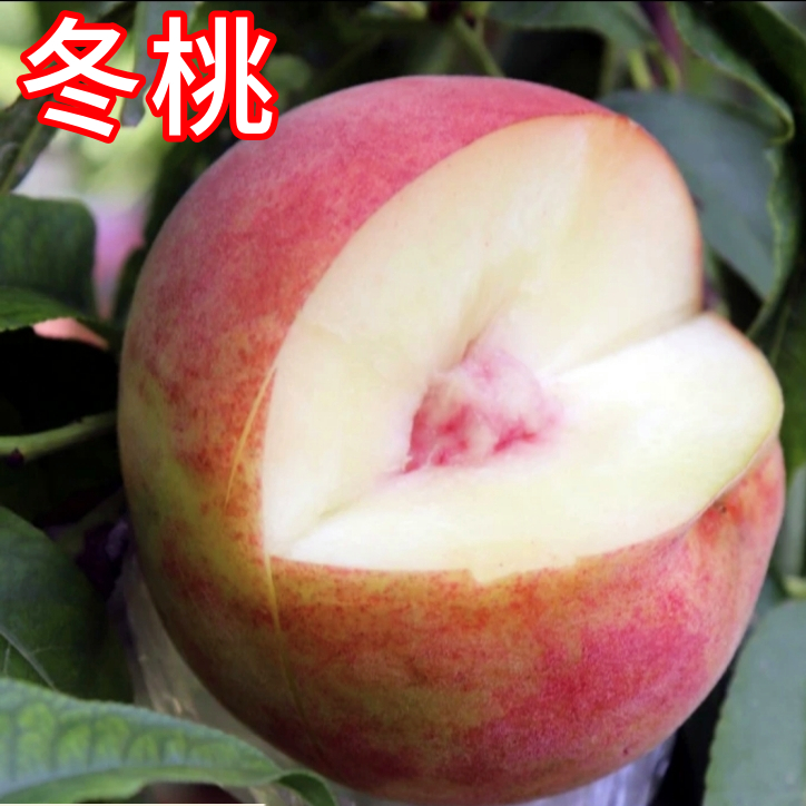 冬桃树苗特大嫁接盆栽桃树果苗四季耐寒甜脆活苗南北方当年结果