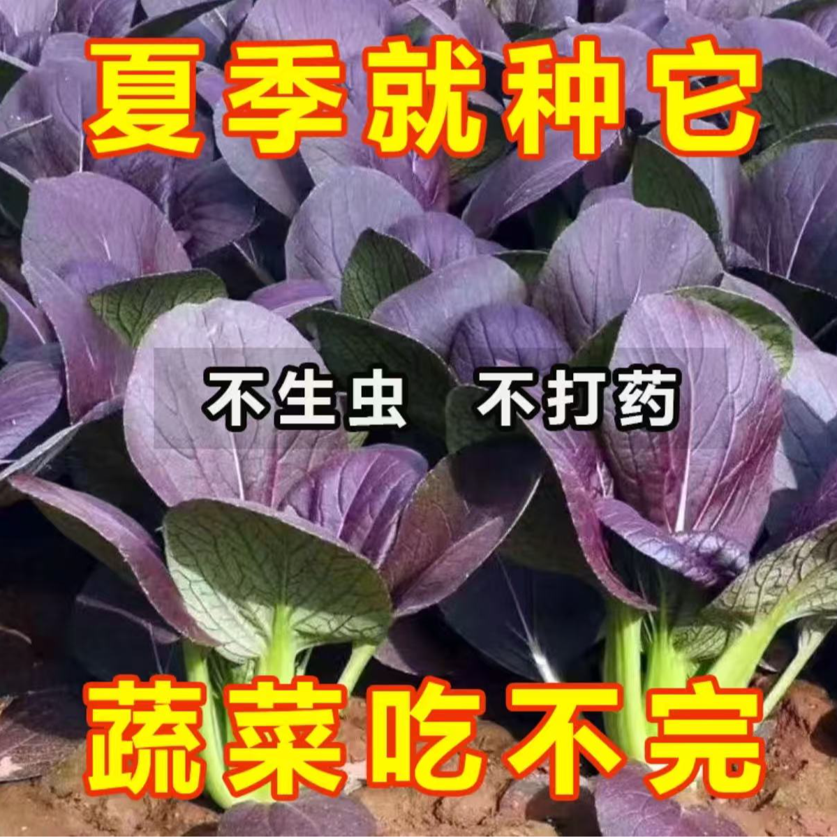 紫罗兰小青菜种子上海青小青菜籽耐寒蔬菜种籽子四季阳台盆栽蔬菜