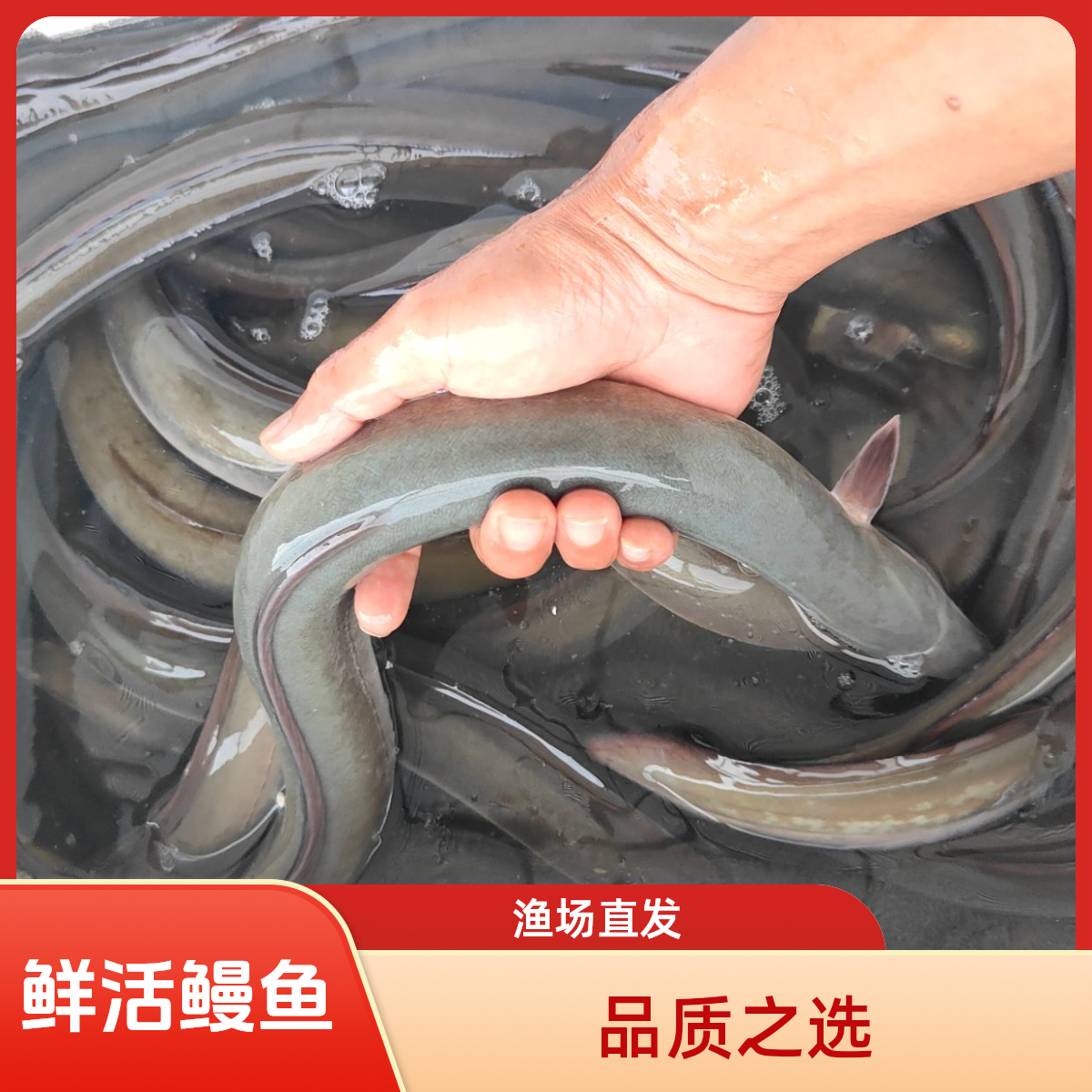 鳗鱼 白鳗鱼 河鳗鱼 鲡鳗 美洲鳗 欧鳗 黑耳鳗鱼 鲜活淡水脆肉鳗