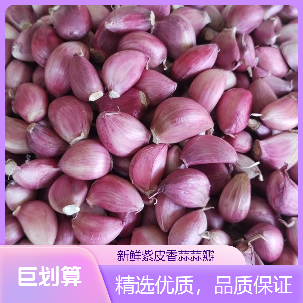 【可吃可种】云南紫皮蒜瓣香蒜2025新干蒜老品种去皮蒜瓣精品
