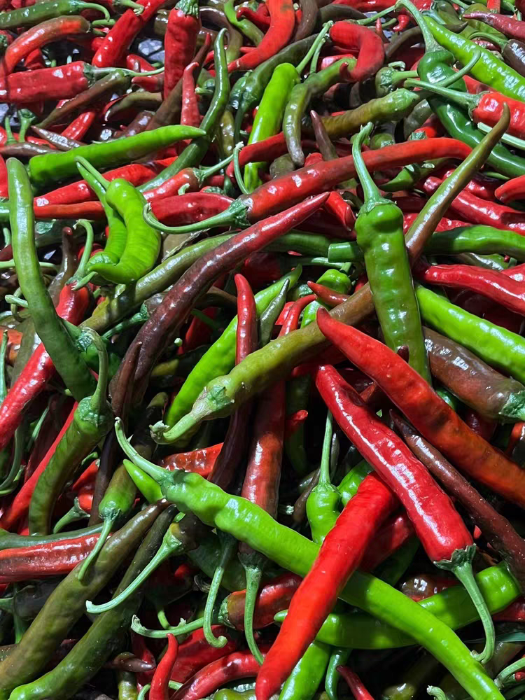 湘西本地农家老品种辣椒新鲜发货