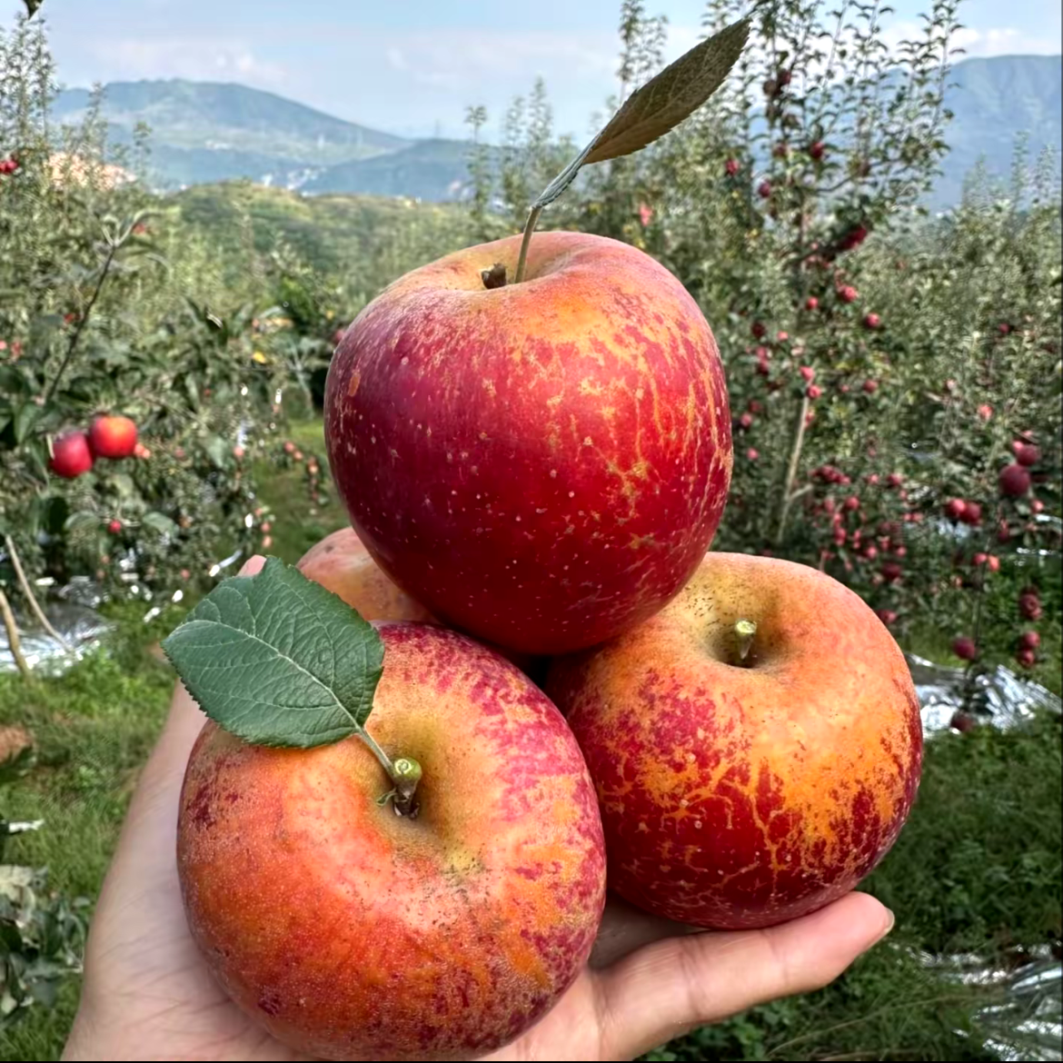 云南高原丑苹果新鲜现摘当季水果包邮酸甜多汁