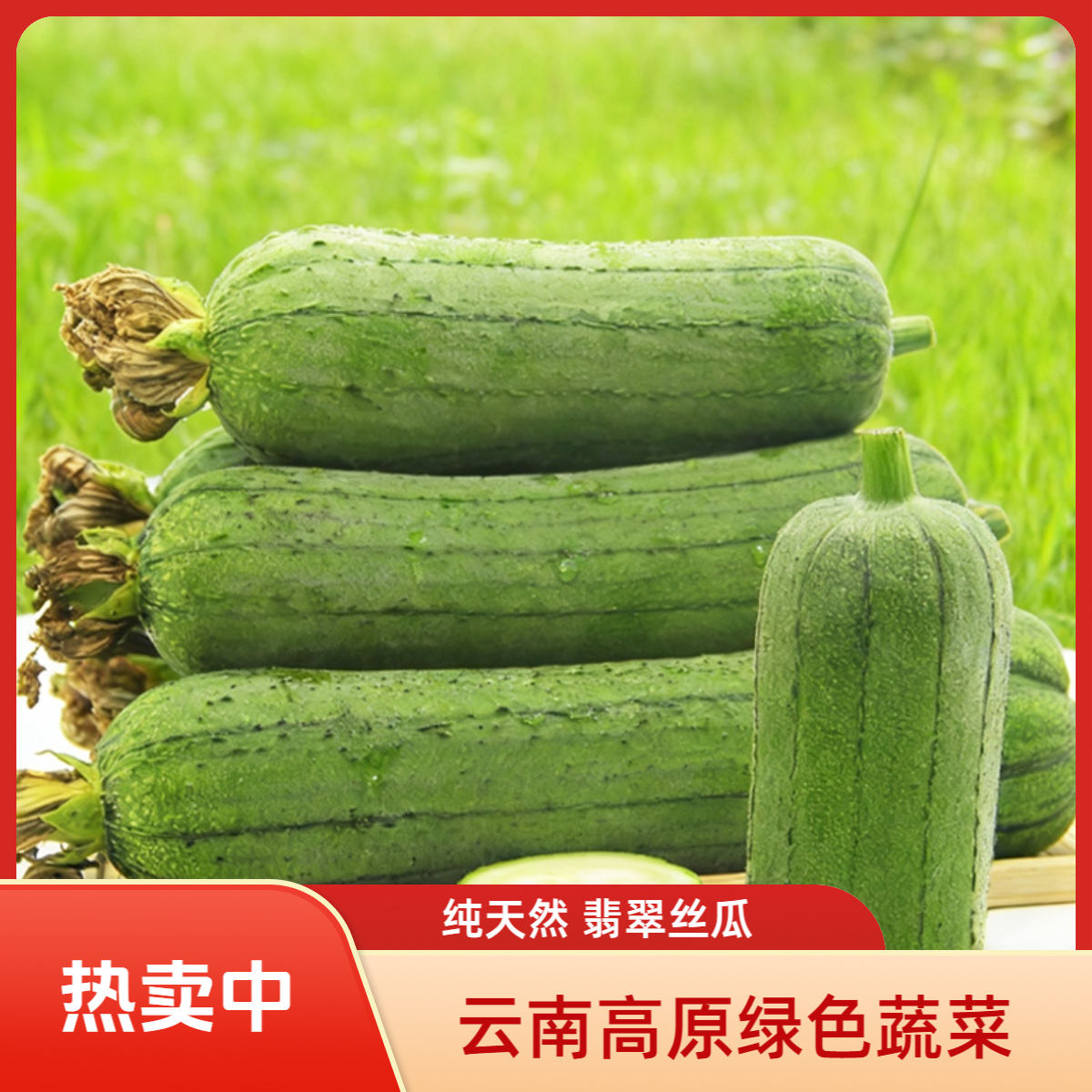 【天物良造】云南高原翡翠丝瓜 福利品