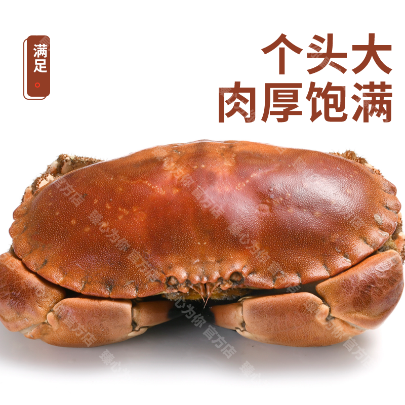 【新日期】面包蟹新鲜熟冻金黄珍宝蟹膏黄饱满海捕螃蟹鲜活即食冰鲜