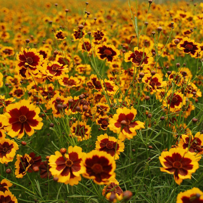 艾悦豫康昆仑雪菊 50g/罐