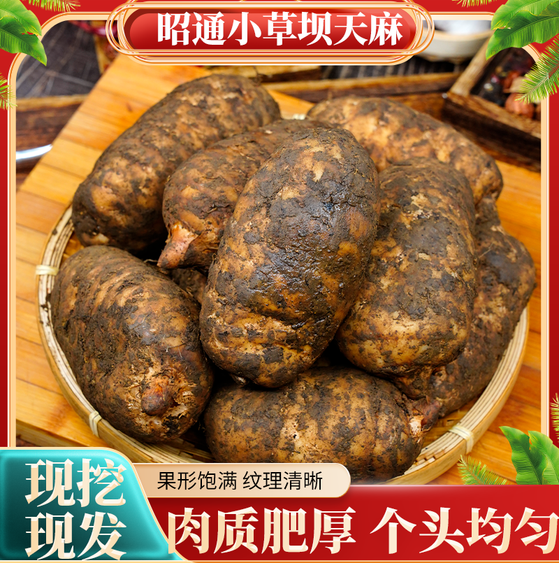 7-10个一斤 云南昭通特产新鲜天 麻炖煮下单现挖产地直发