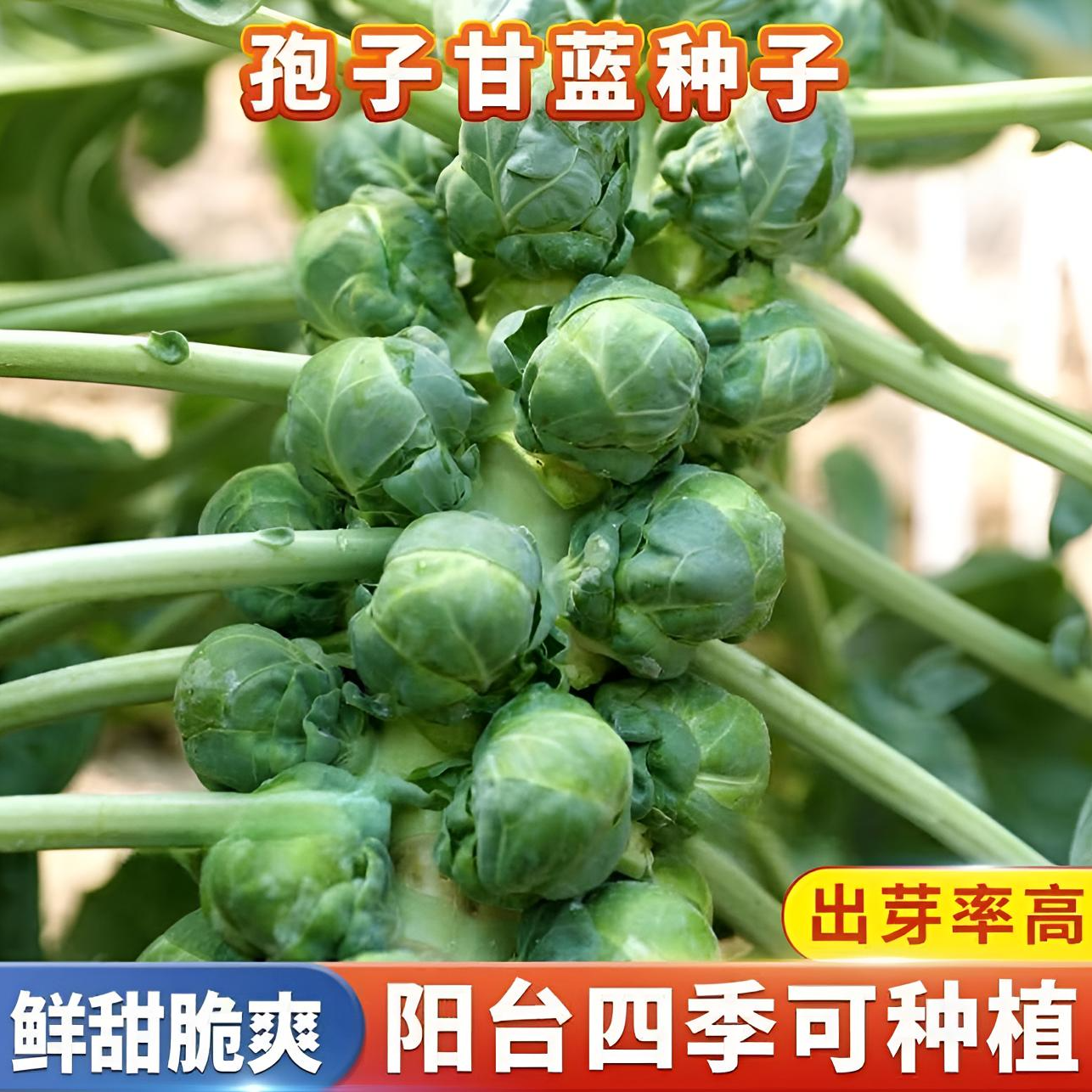 【孢子甘蓝菜种子】正品孢子甘蓝菜种子苗小头菜小包菜卷心蔬菜种子