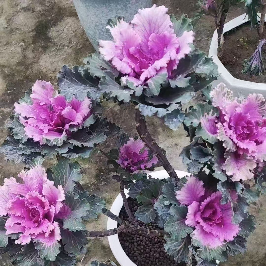 一物一拍羽衣甘蓝精选花卉多品种超值价格