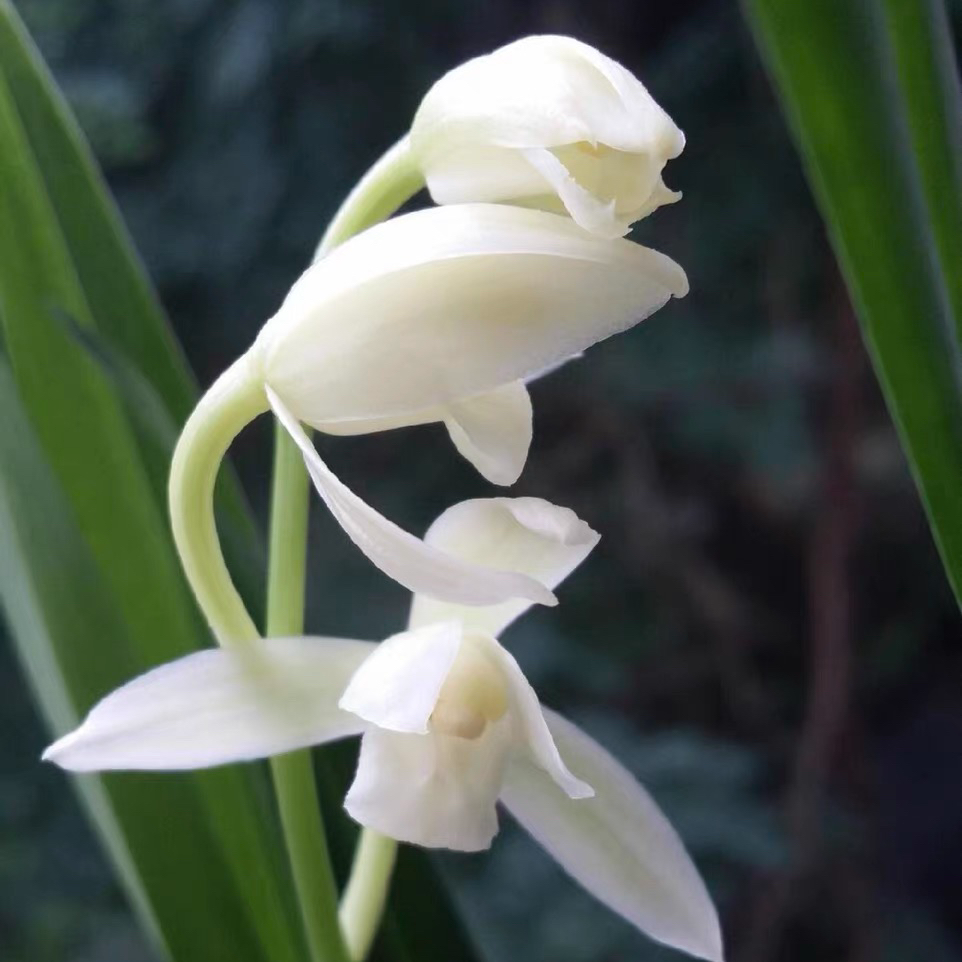 带花苞【枫丹白露】兰花素白高雅珍稀浓香素花无下品