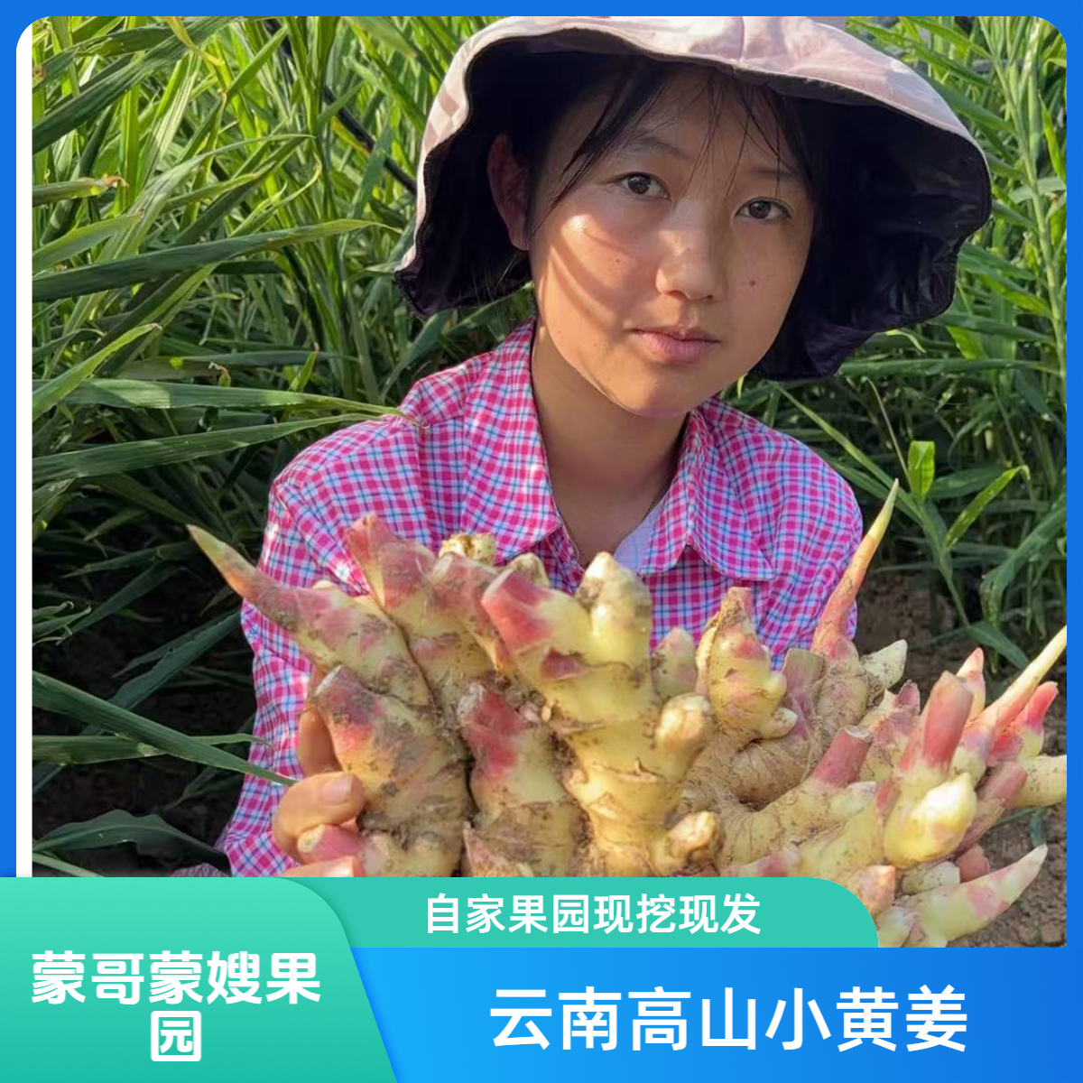 【自产自销云南小黄姜】新鲜生姜香味浓郁辛辣十足调味佳品包邮到家