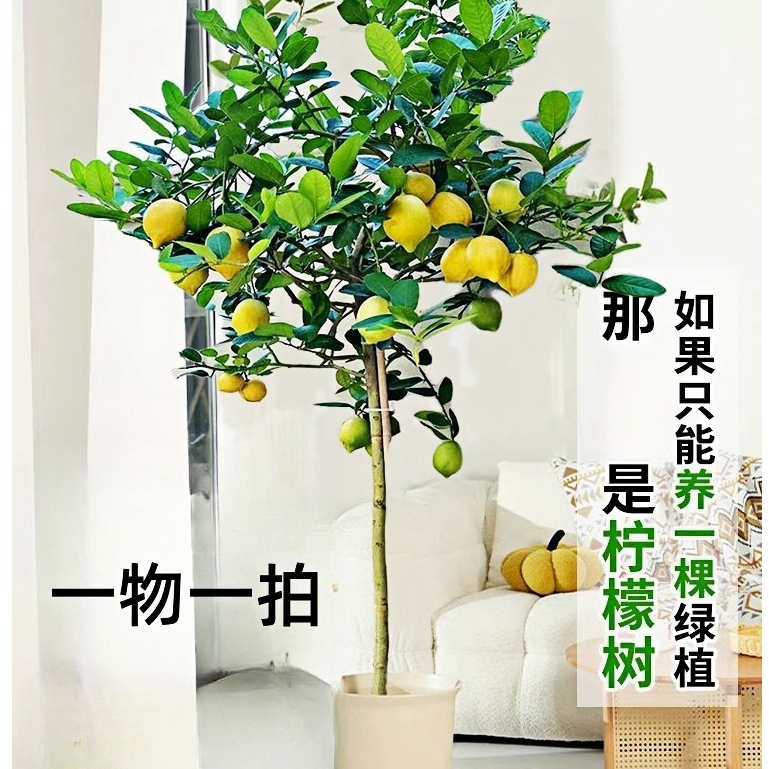 广东四季常绿香水柠檬盆栽地栽大型绿植棒棒糖带花带果庭院阳台