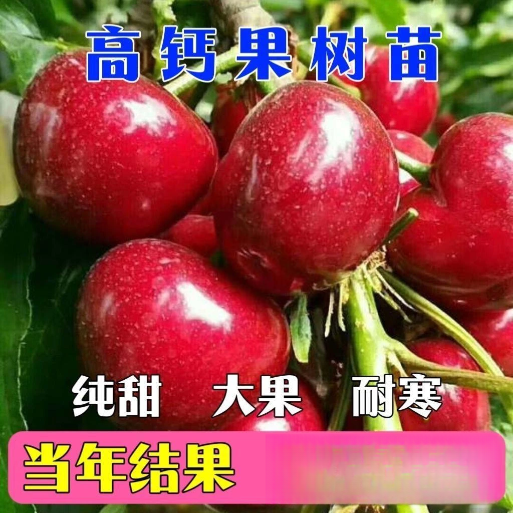 无核冰糖钙果树苗纯甜钙果苗耐寒耐热高钙果树苗