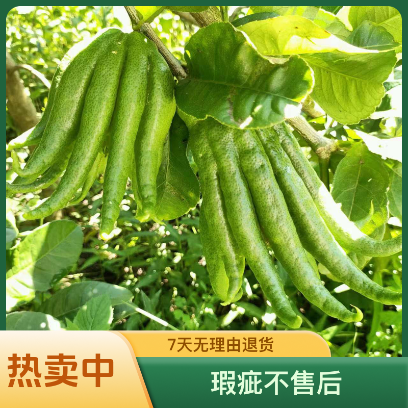 【一物一拍】广佛手柑纯天然香薰闻香食用果清供装饰（瑕疵不售后）