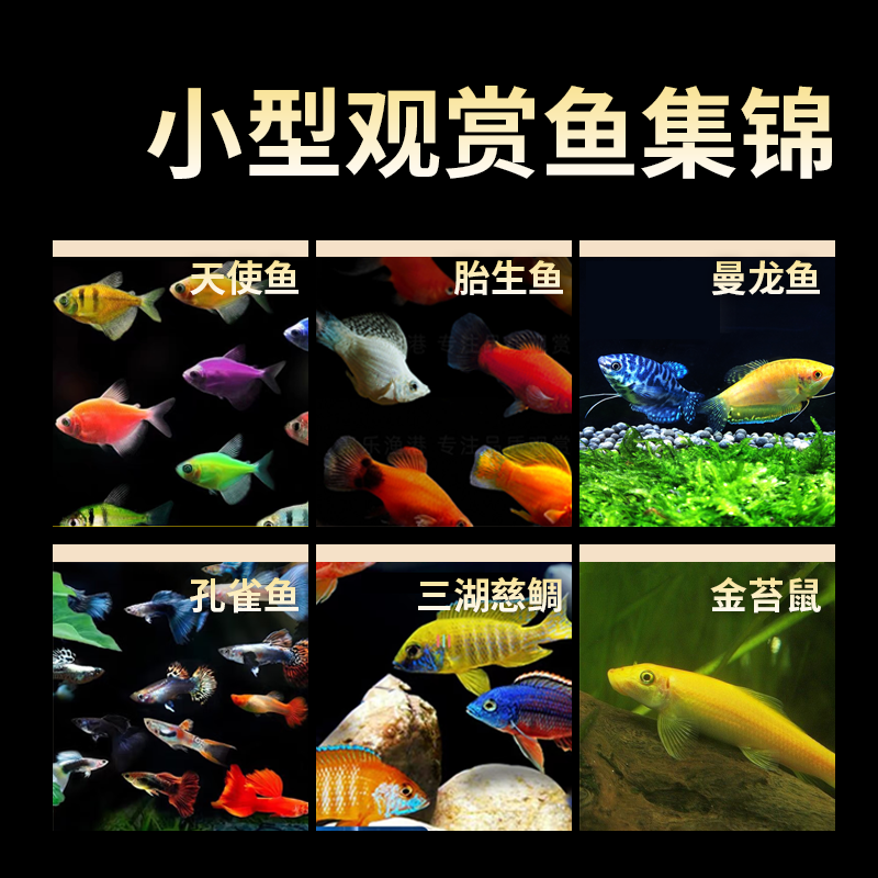 【黎小叔直播专用链接】小型观赏鱼集锦活体热带鱼孔雀鱼三湖慈鲷