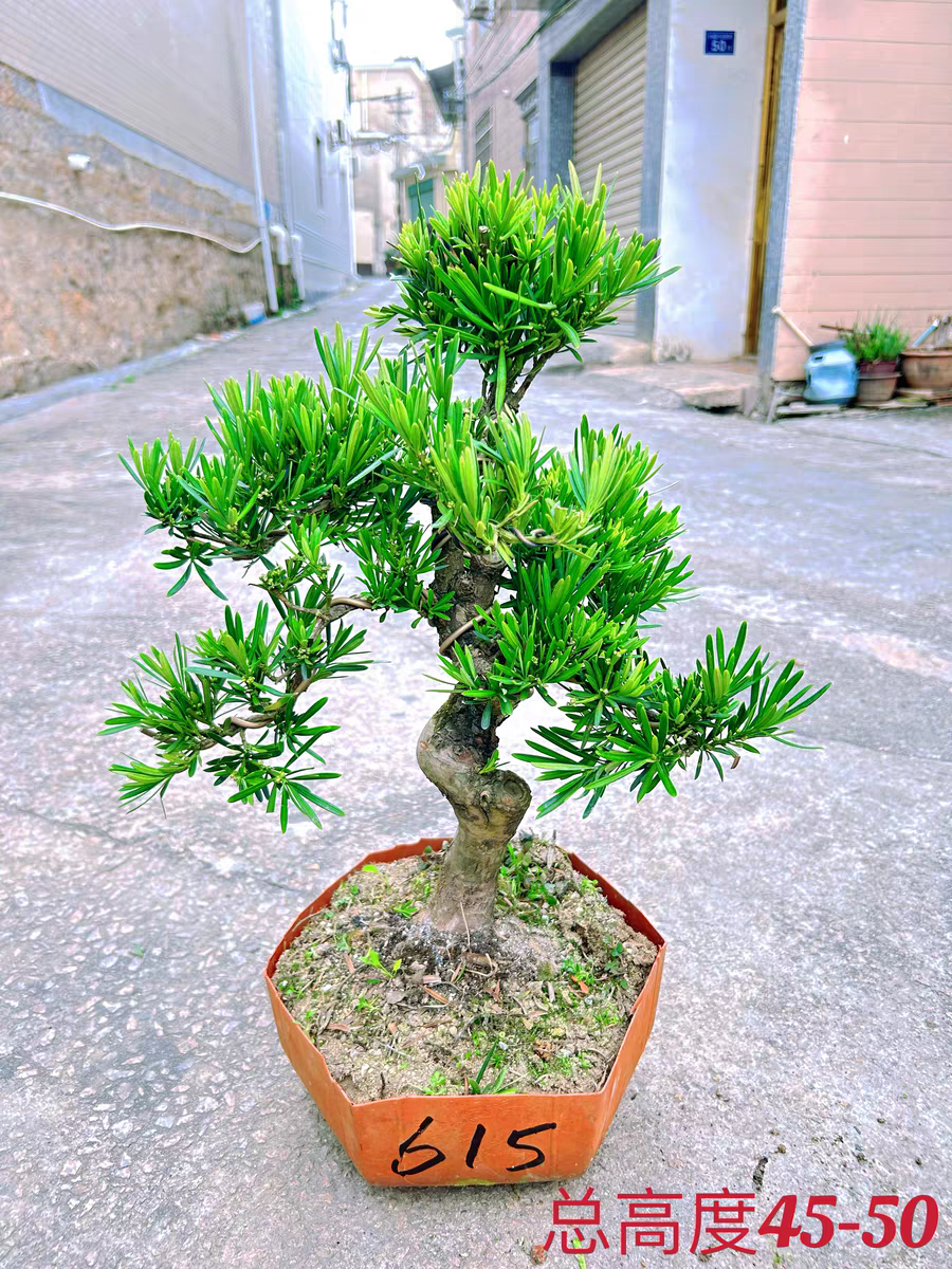 罗汉松老桩大型树迎客松室内盆栽绿植雀舌罗汉松球形盆栽盆景造型