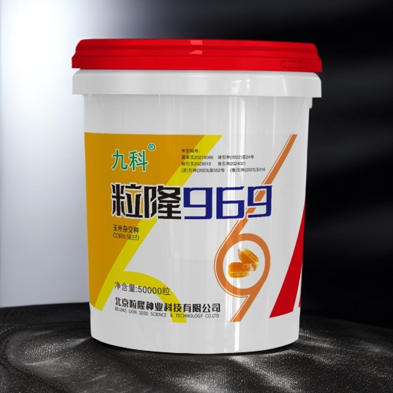 粒隆969 根系发达，抗倒伏能力突出50000粒