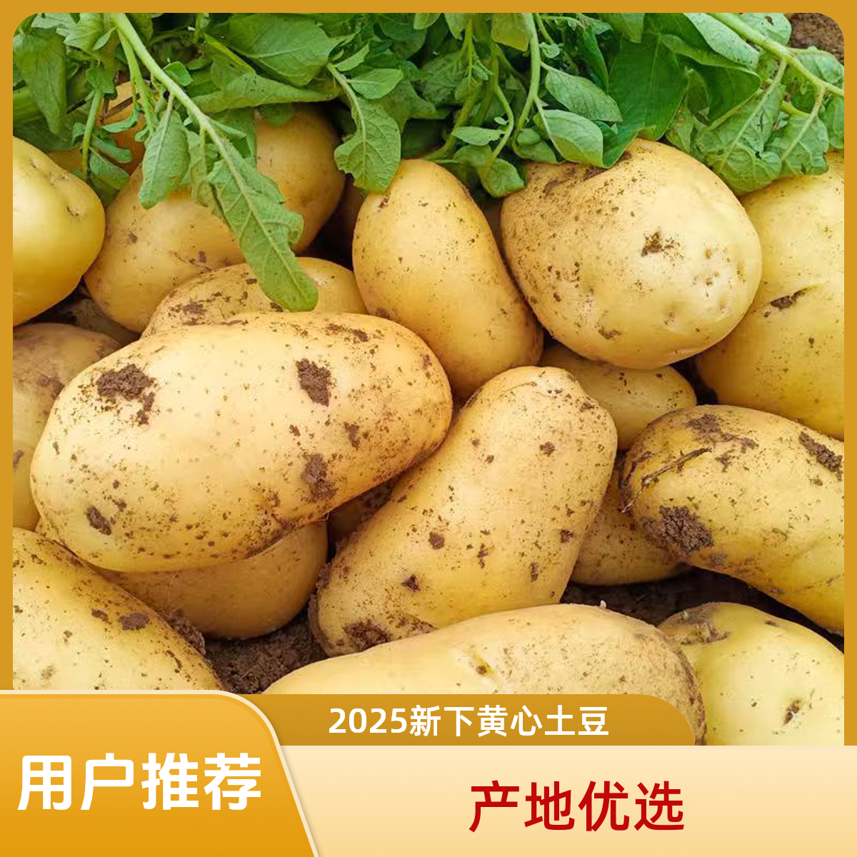 2025新下山东黄心土豆当季新鲜农家菜