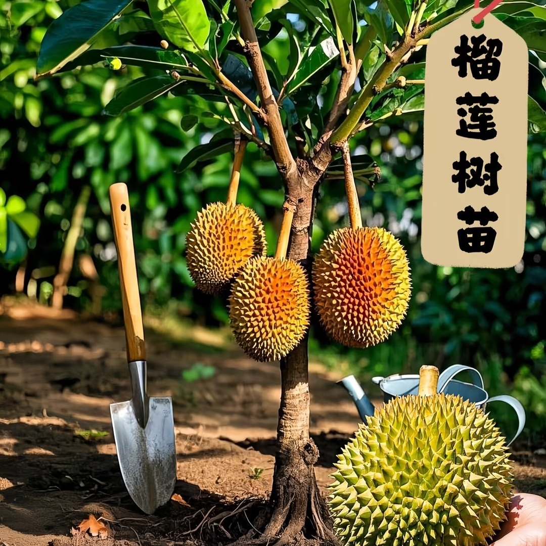 一物一拍榴莲树苗果苗南方北方种植四季盆栽地载