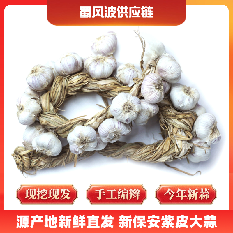 正宗怀来新保安紫皮大蒜辫子蒜好吃辛辣紫皮蒜冬储不坏当年新蒜