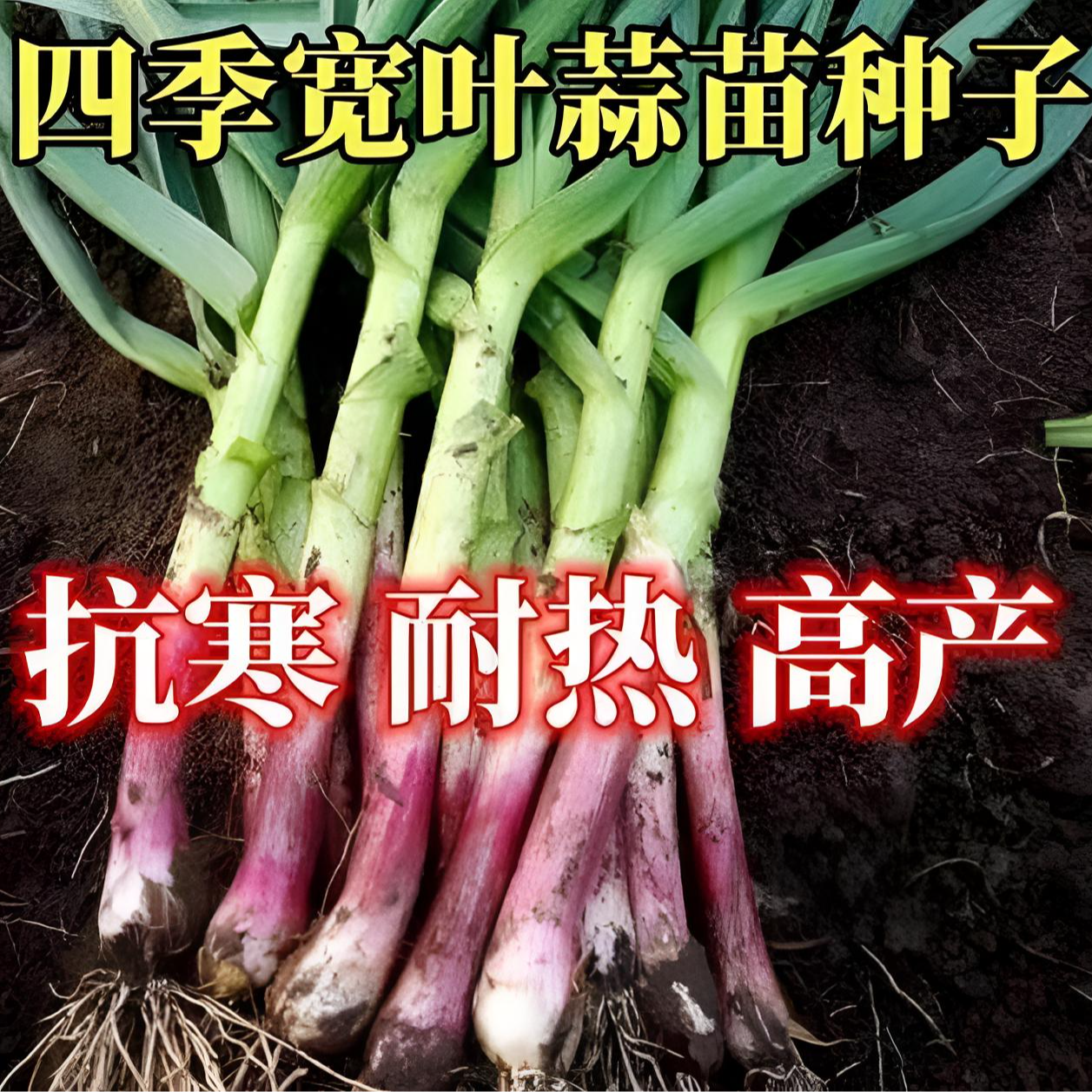 【紫皮蒜苗种子】家庭阳台小院盆栽地栽四季种植