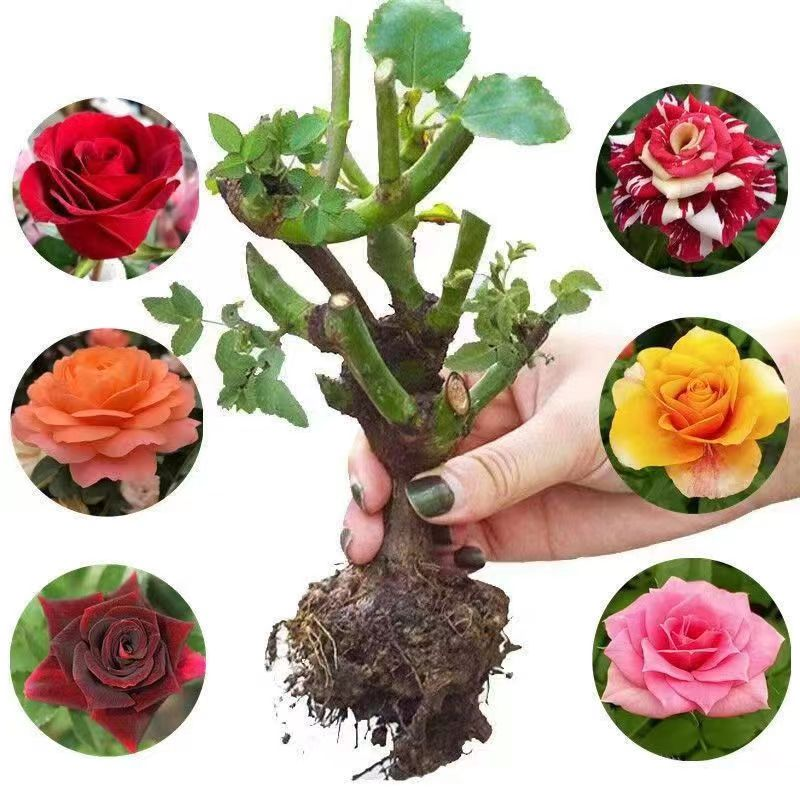 中秋好物三颗玫瑰老桩花苗月季花大花浓香花卉盆栽美观花绿植户外