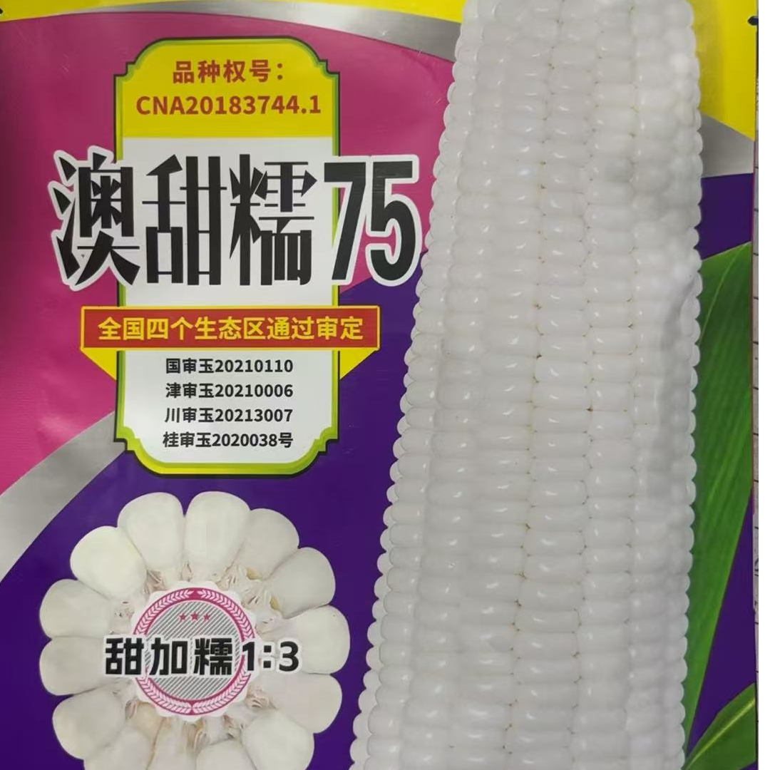 澳甜糯75白玉米种子