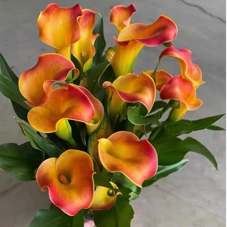 橙色梦想马蹄莲盆栽带花苞发货室内室外观花植物养护开养美观