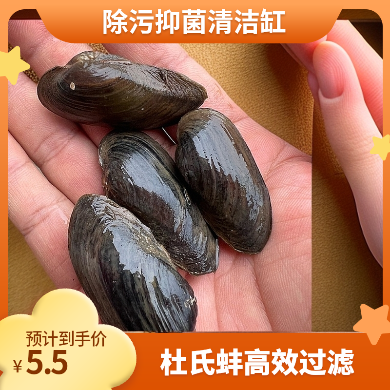 杜氏蚌河蚌鱼缸观赏鳑鲏繁殖清洁鱼缸粪便过滤净化水质除绿水净水