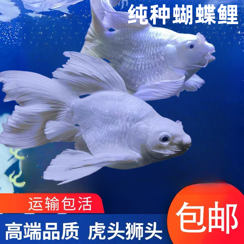 蝴蝶鲤鱼观赏鱼9-12公分短身球体大鳍大尾石膏白贵妃体
