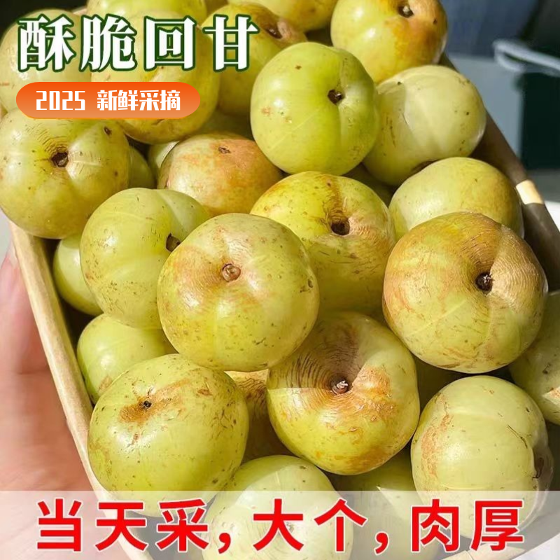 金灶甜种油柑果现摘油甘果新鲜余甘子牛甘果柿饼甜油柑孕妇酸水果