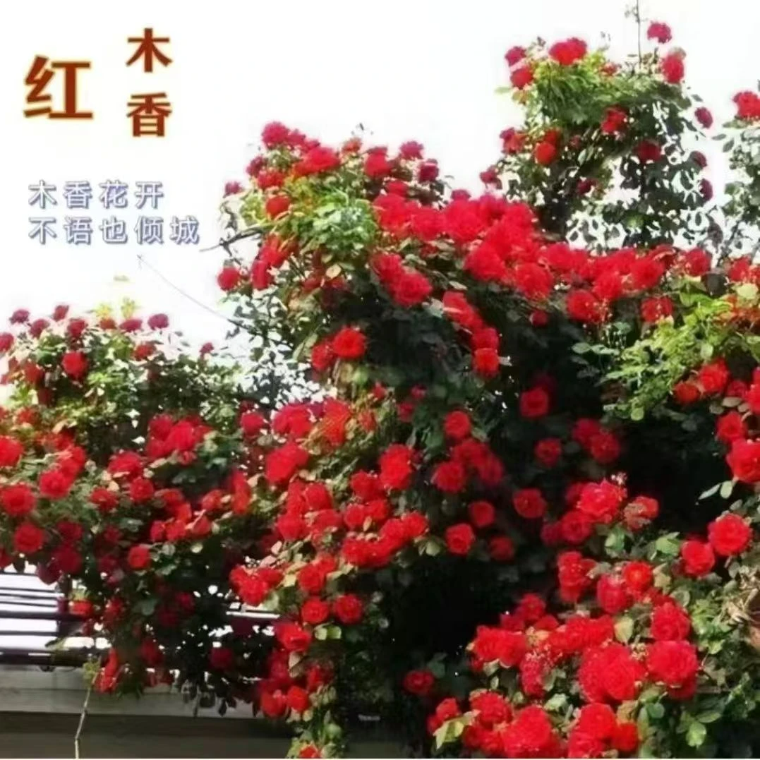 正宗红木香花苗黄木香苗四季开花浓香型绿植花卉盆栽地栽爬藤植物