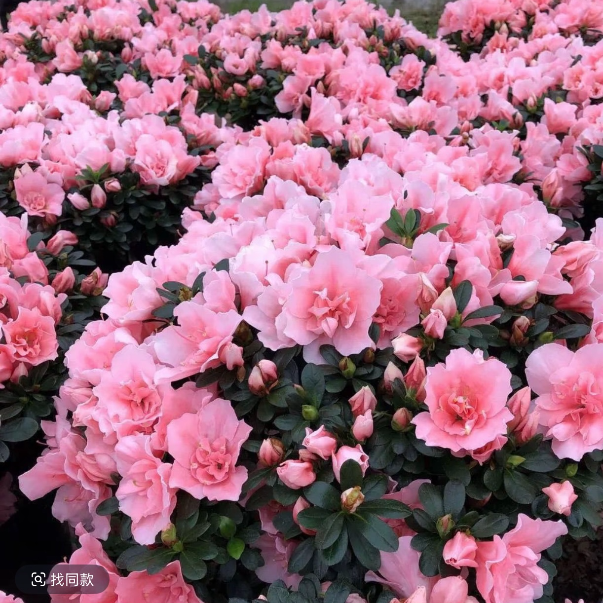 粉色佳人（樱桃红）杜鹃花 室内阳台客厅 绿植花卉盆栽 映山红花苗