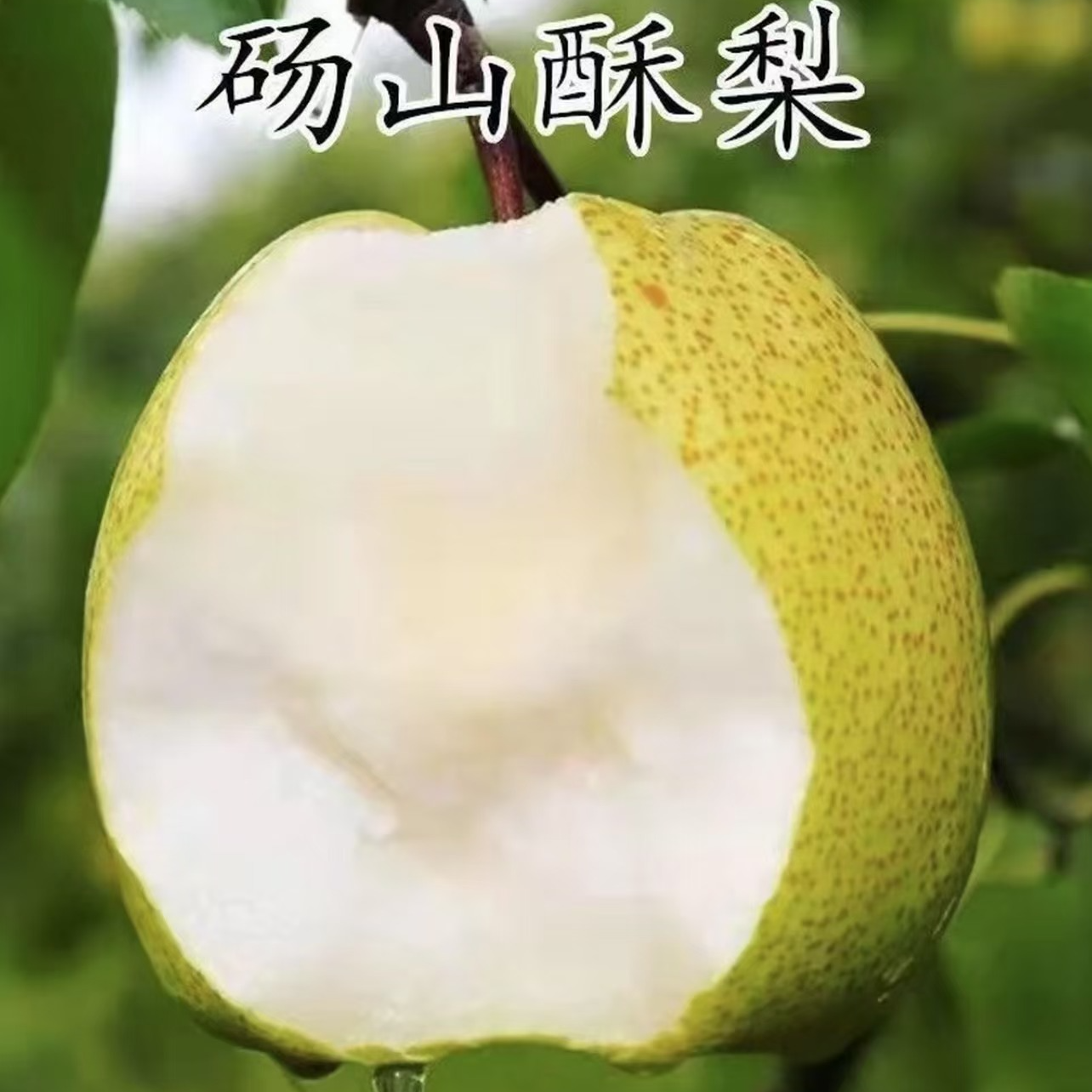 砀山酥梨树苗脆甜梨子树苗嫁接梨树苗南方北方种植当年结果树苗