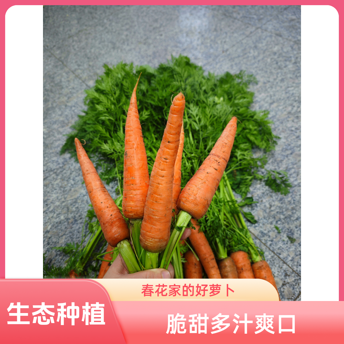 基地自己种的胡萝卜熟食软糯生食脆甜