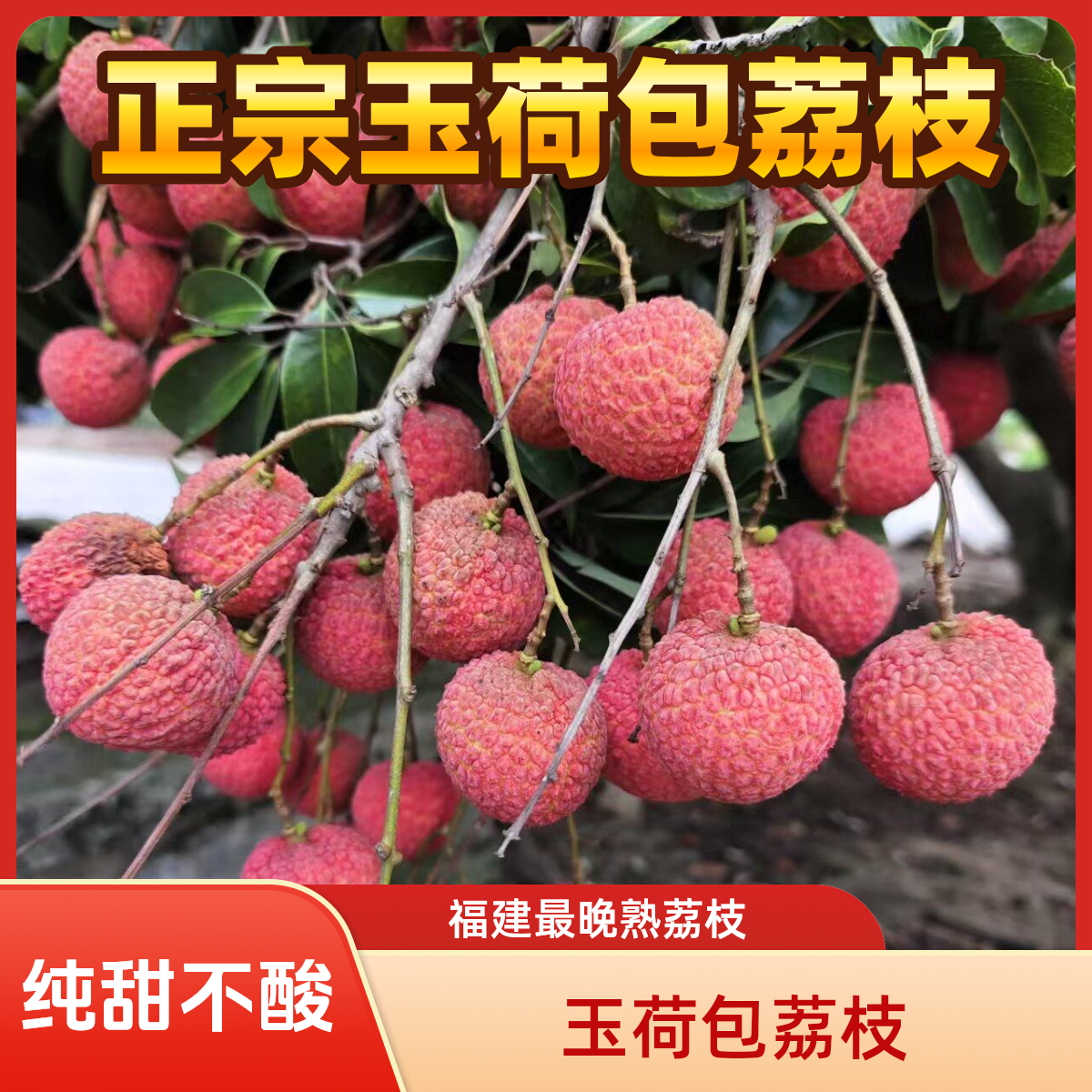 【顺丰冷链+玉荷包荔枝+礼盒】福建漳州玉荷包新鲜采摘当日采摘发货