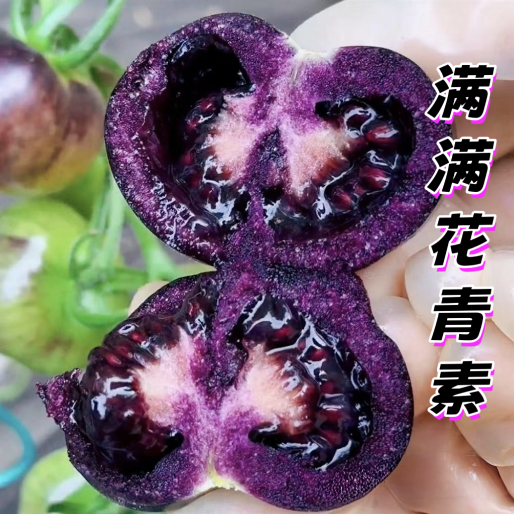 墨明珠黑色小番茄黑珍珠低热量代餐加餐随便吃好吃不怕月半