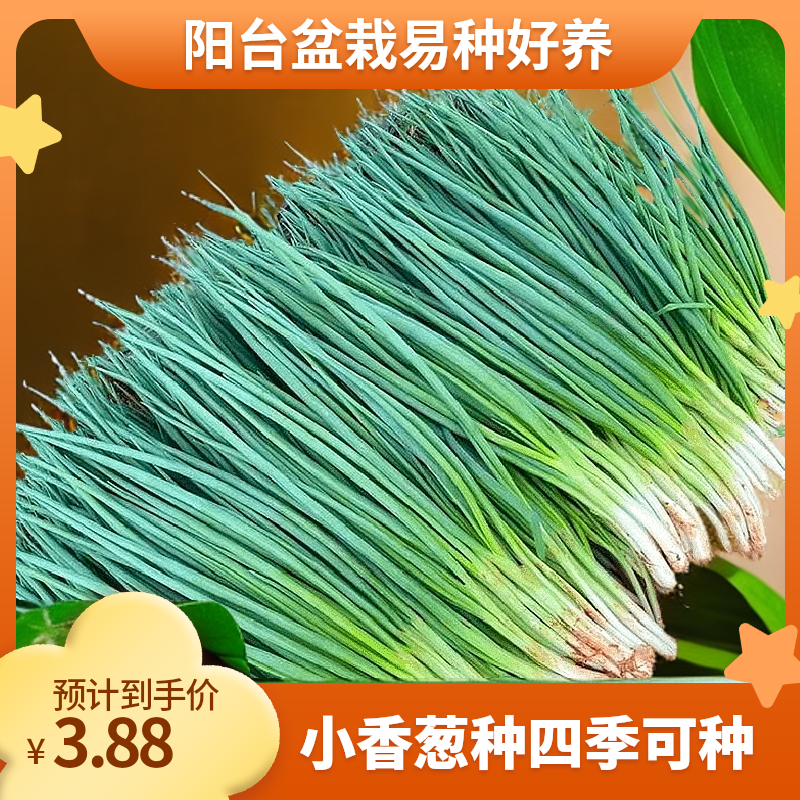 【小香葱种子】正品香葱四季易种阳台室内盆栽家庭菜园农家蔬菜种子