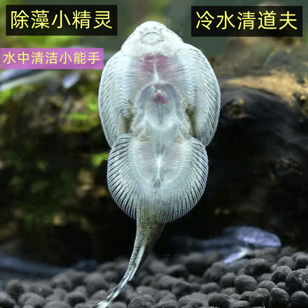 原生冷水贵州爬岩鳅大吸盘吃藻类清理鱼缸壁清道夫包邮除藻工