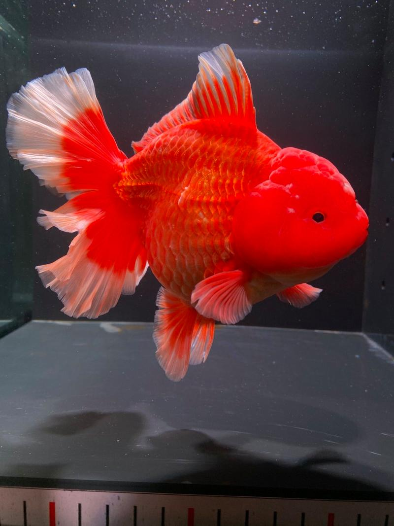 观赏鱼冷水鱼精品泰狮金鱼（图片仅供参考）