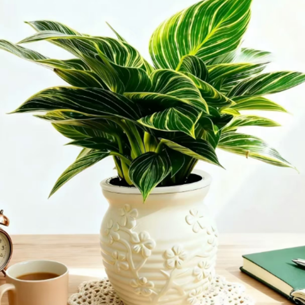 铂金钻盆栽室内绿植四季好养活净化空气吸除甲醛
