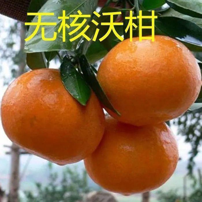 新品种正宗091沃柑苗广西武鸣沃柑树苗嫁接苗橘子果树苗当年结果