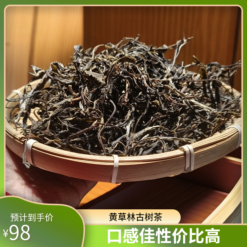 性价比古树首选，2025年黄草林古树秋香秋甜，润口，