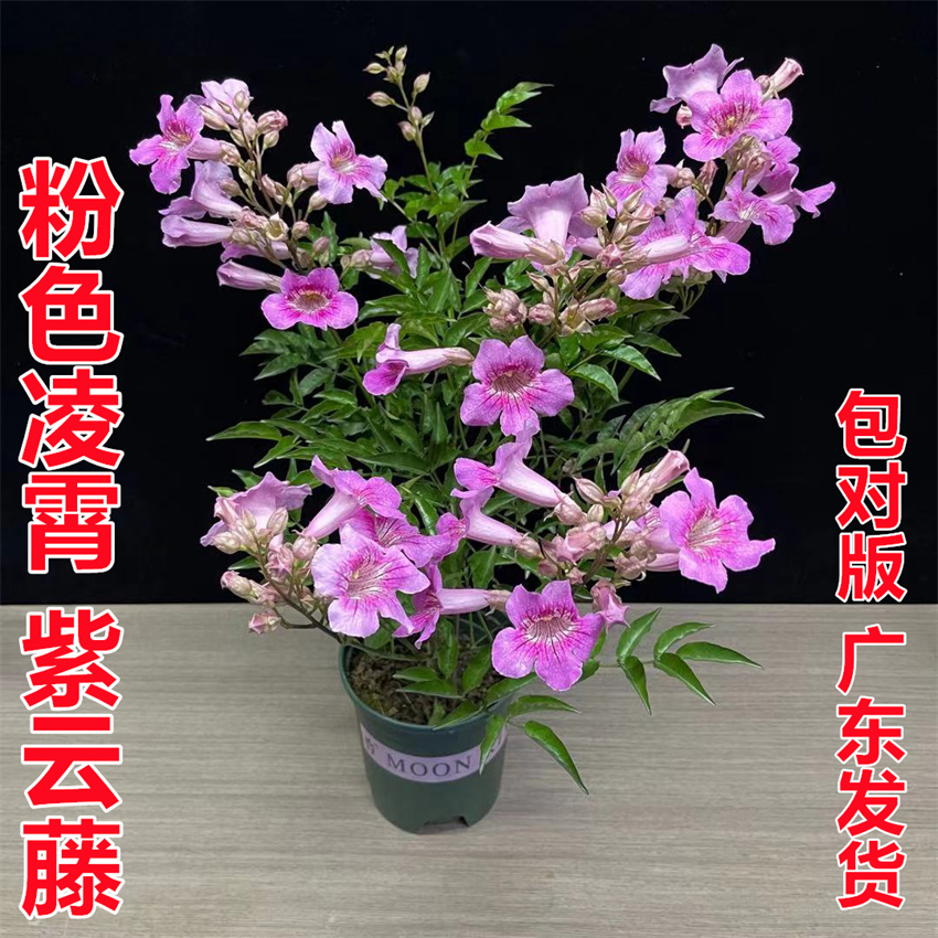 非洲凌霄花阳台庭院盆栽凌霄花 紫云藤当年开花粉色凌霄四季常绿