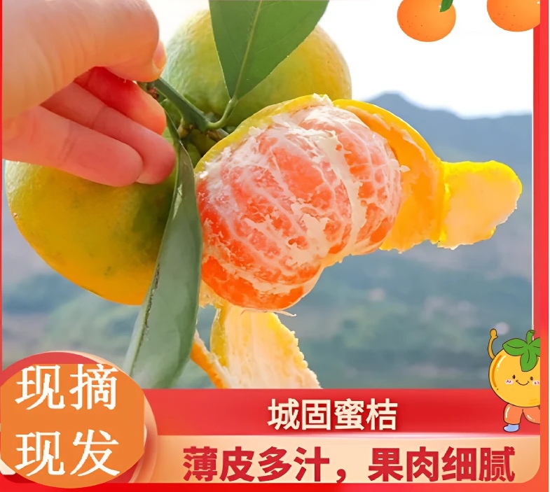 正宗陕西城固蜜桔新鲜水果现摘城固桔子薄皮橘子无籽蜜桔城固蜜橘