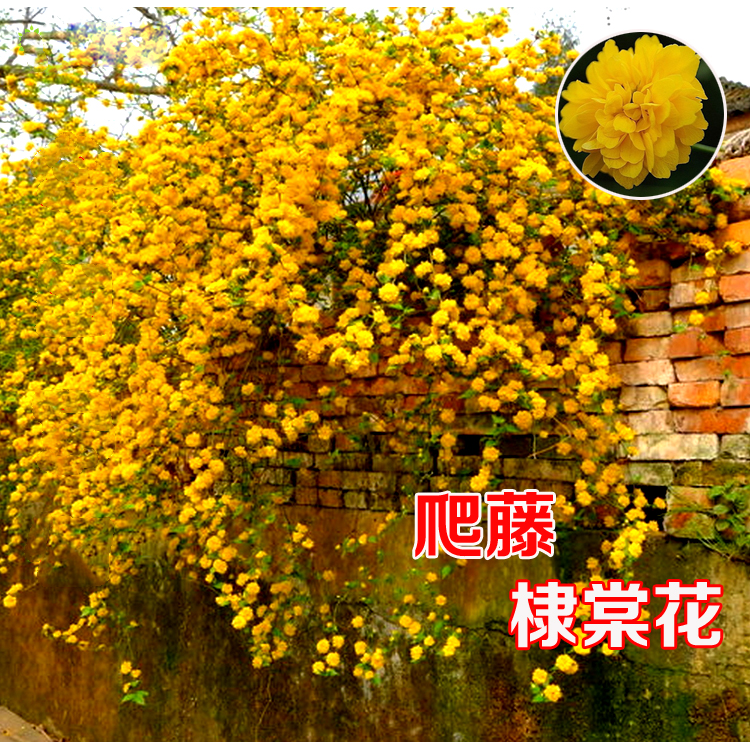 重瓣棣棠花苗盆栽耐荫攀缘绿植浓香多花耐寒四季金灿花卉