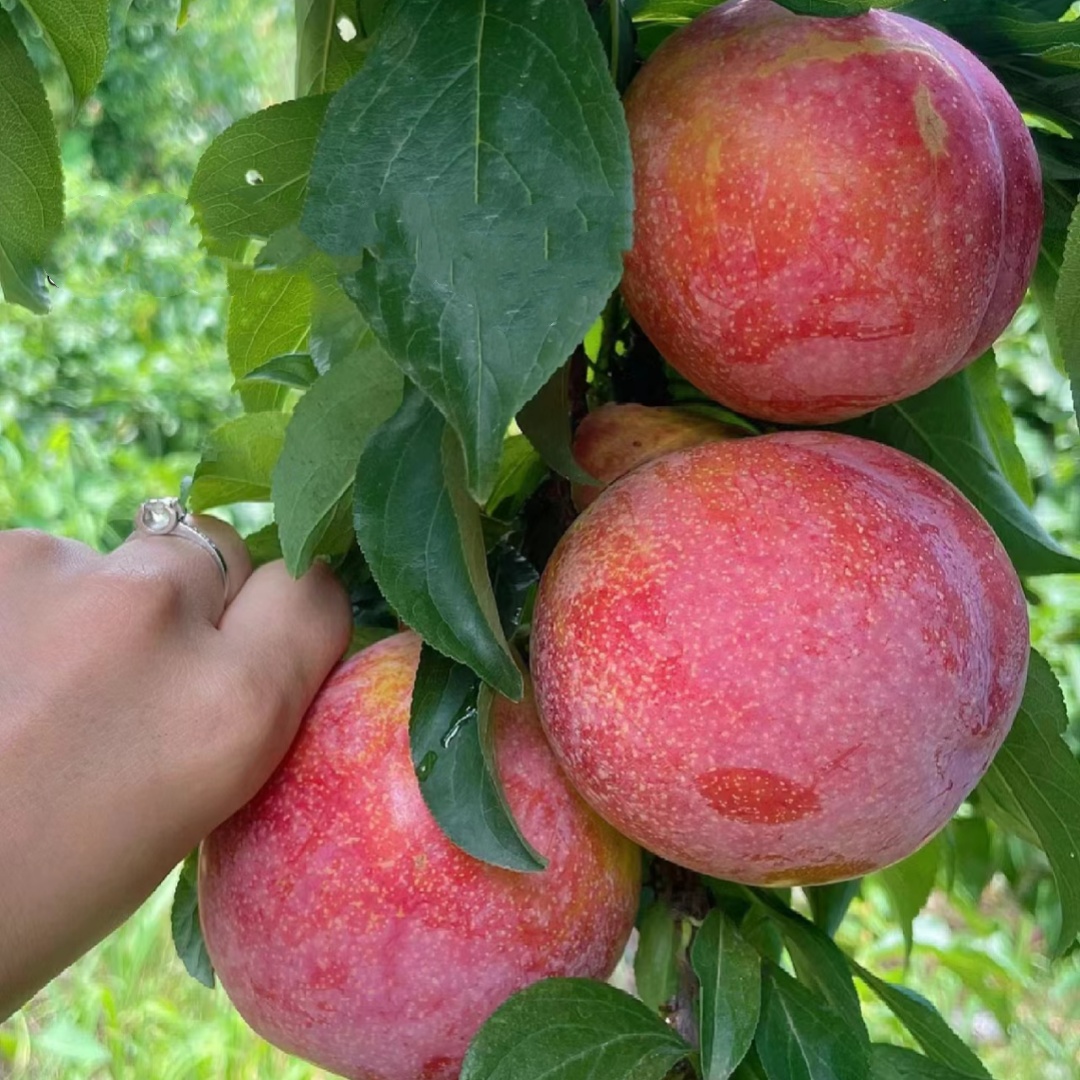 正宗蜂糖李子树苗贵州脱骨李苗子峰糖李子树苗南北方种植果树果苗