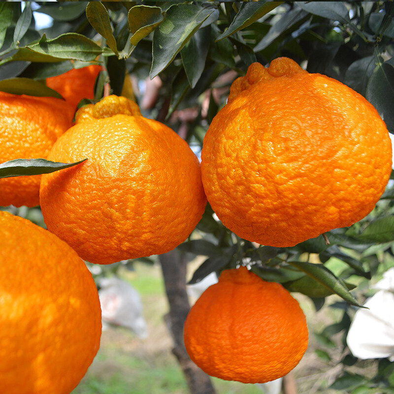 四川丑橘树苗不知火丑桔苗丑橘苗丑八怪苗不知火果树苗丑桔丑橘树