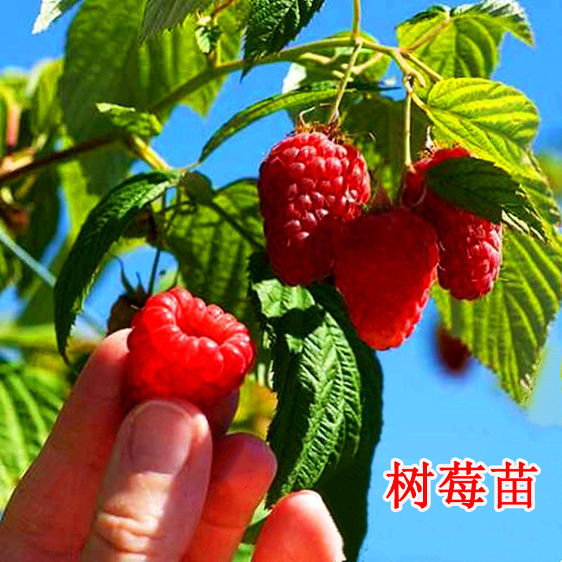 树莓苗双季覆盆子果树苗盆地栽南北方种植当年结果红黄黑树草莓苗