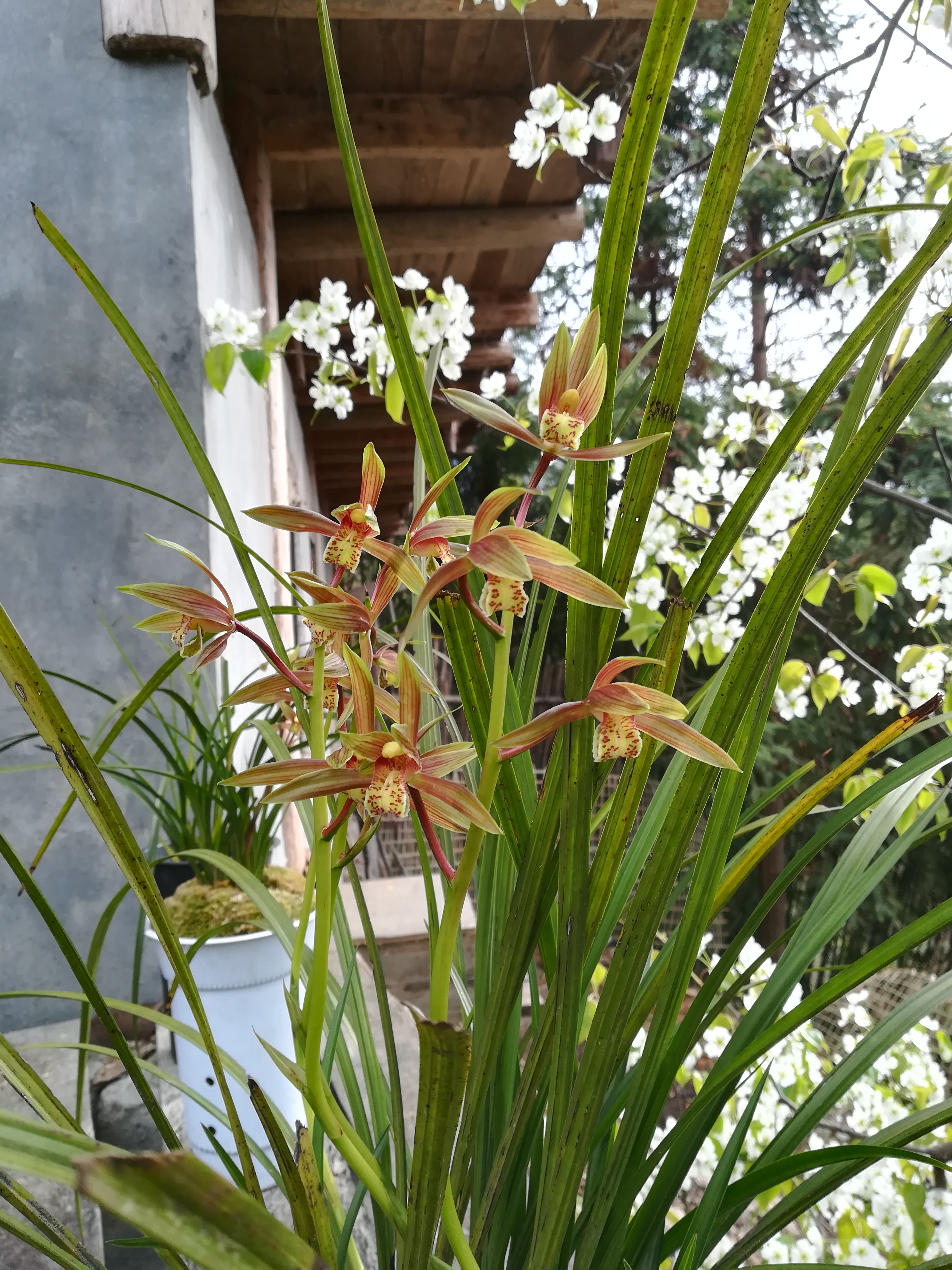 付邮费和包装费就可以领一颗漂亮的兰花回家了。（在直间播选兰花）